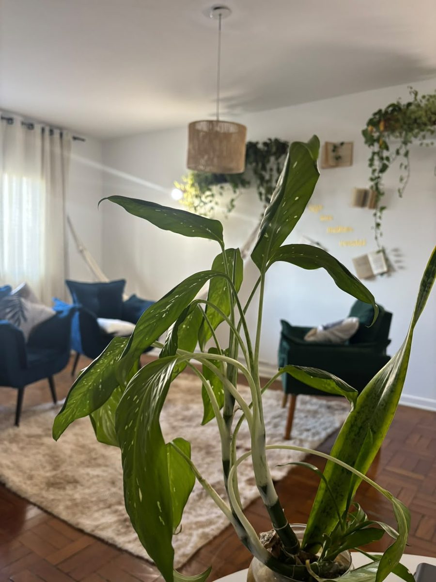 Sala de atendimento com poltronas de veludo, plantas e luz natural